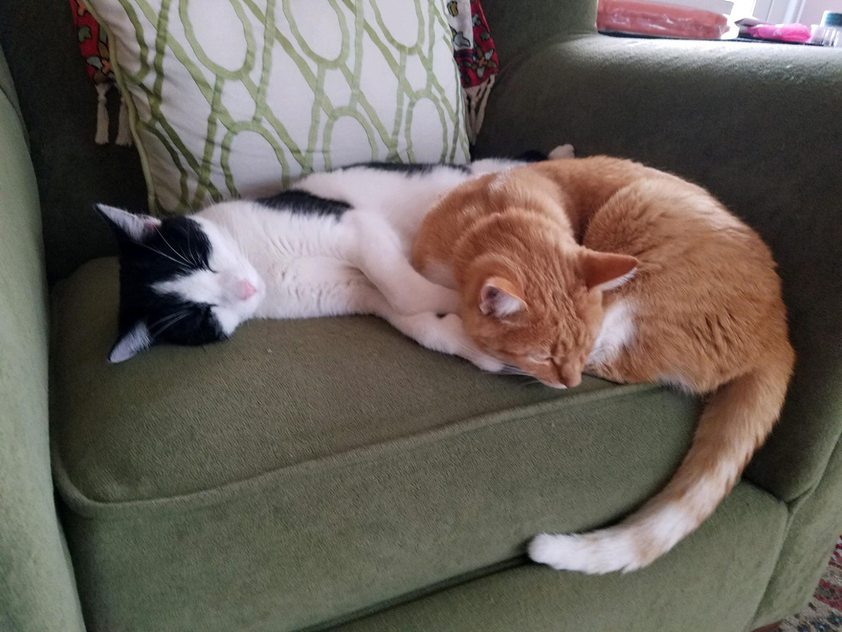 Orange City cats Moochie and Winry